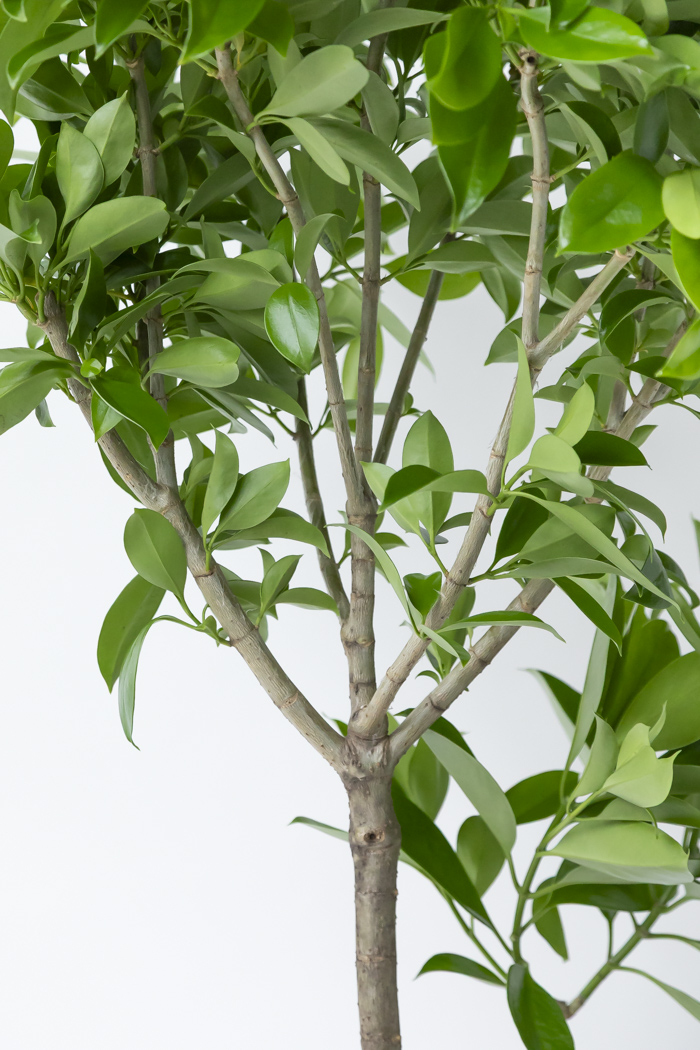 観葉植物 ファグラエア ベルテロアナ 一点もの（10号鉢）の写真9枚目