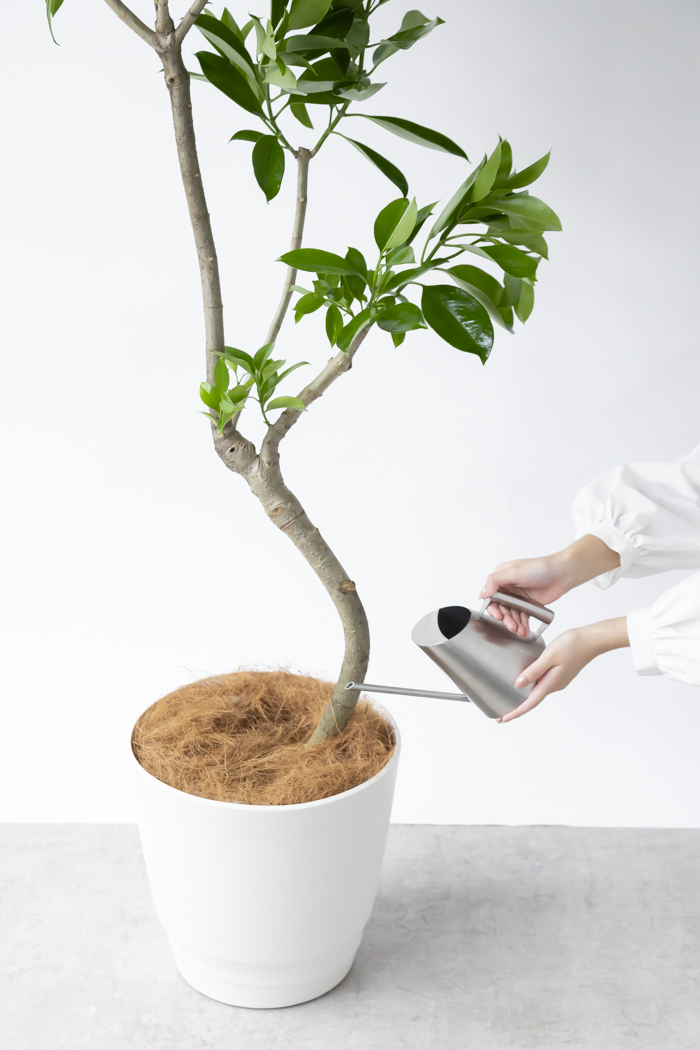 観葉植物 ファグラエア ベルテロアナ 一点もの（10号鉢）の写真11枚目