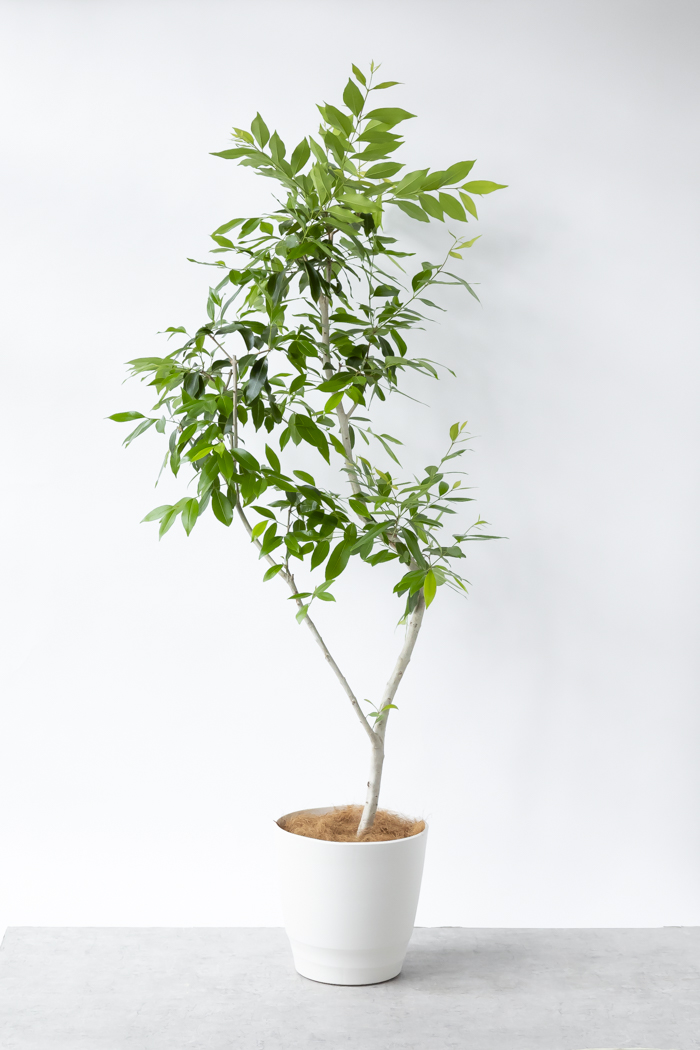 観葉植物 アマゾンオリーブ 一点もの（10号鉢）の写真1枚目