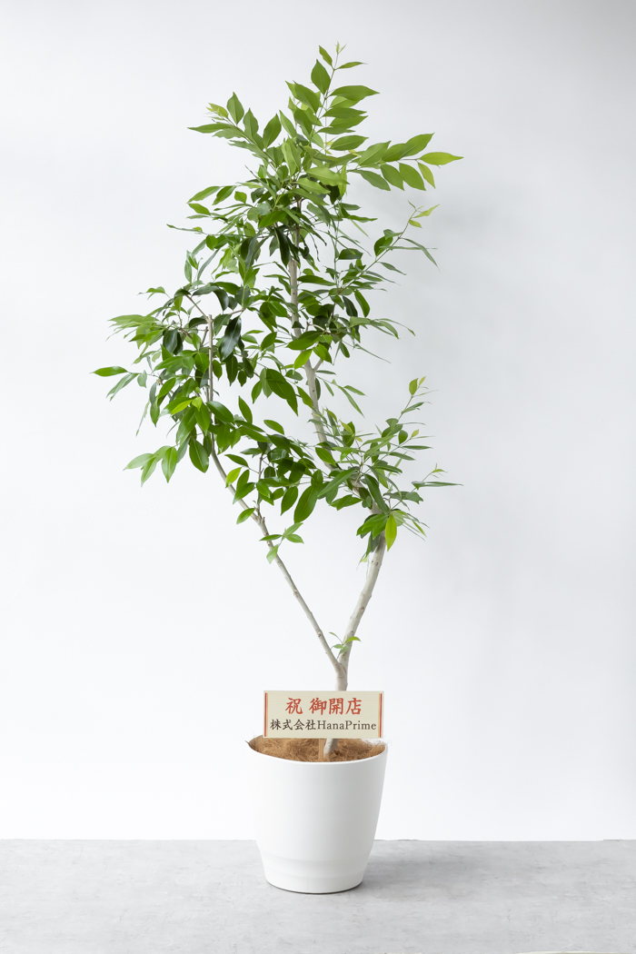 観葉植物 アマゾンオリーブ 一点もの（10号鉢）の写真2枚目