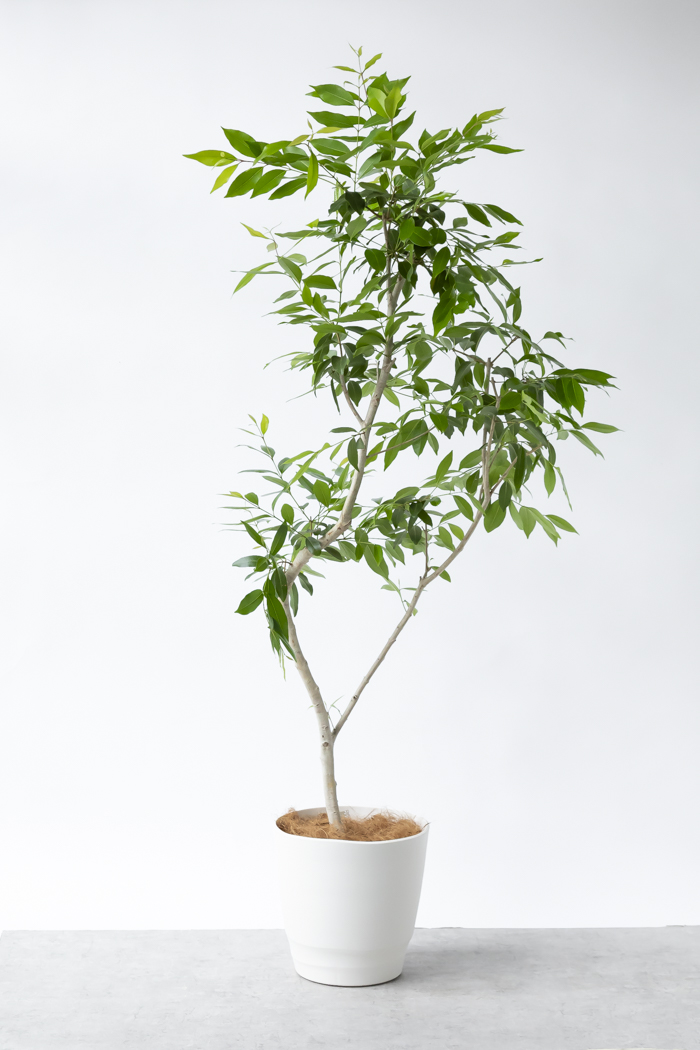 観葉植物 アマゾンオリーブ 一点もの（10号鉢）の写真3枚目