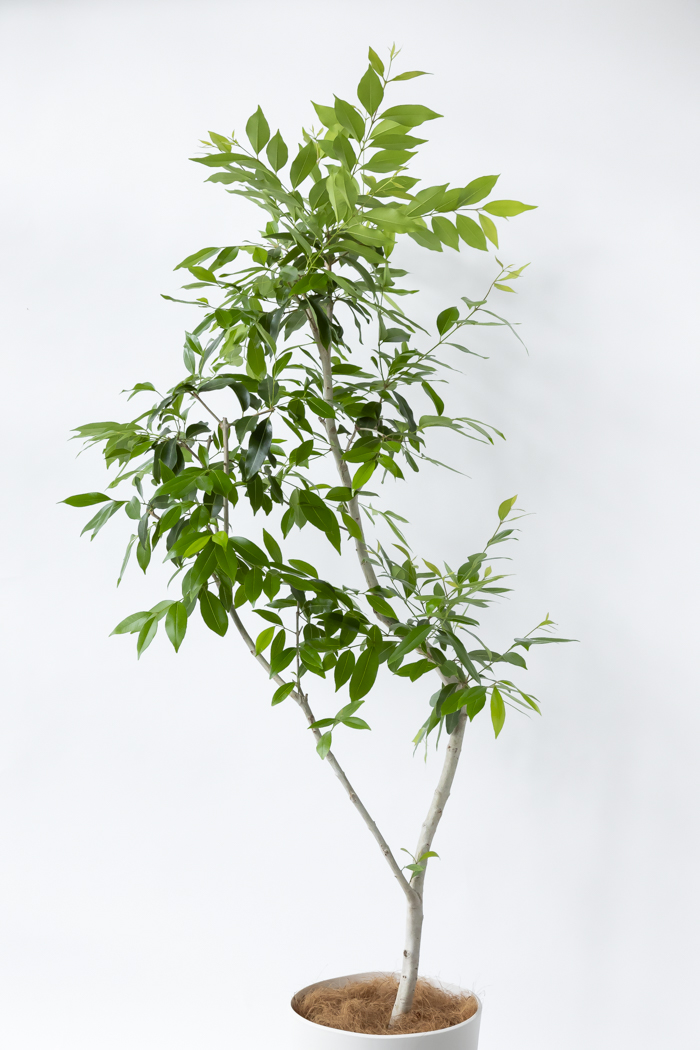 観葉植物 アマゾンオリーブ 一点もの（10号鉢）の写真4枚目