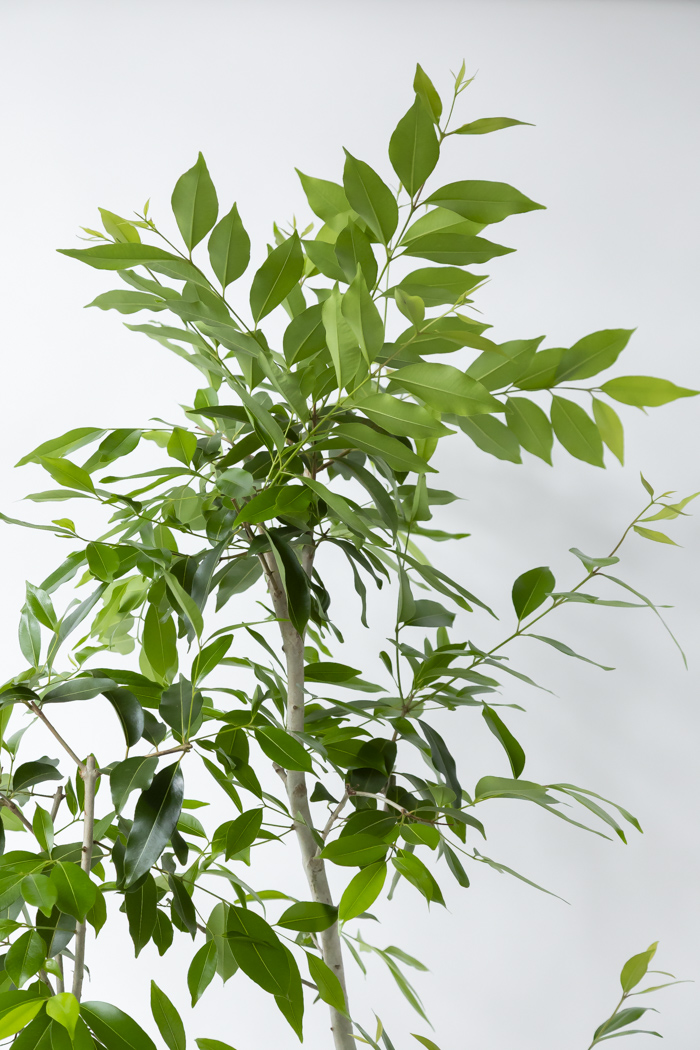 観葉植物 アマゾンオリーブ 一点もの（10号鉢）の写真5枚目