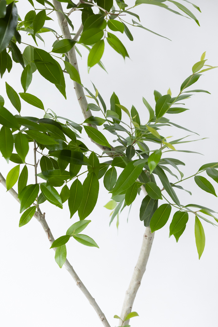 観葉植物 アマゾンオリーブ 一点もの（10号鉢）の写真7枚目