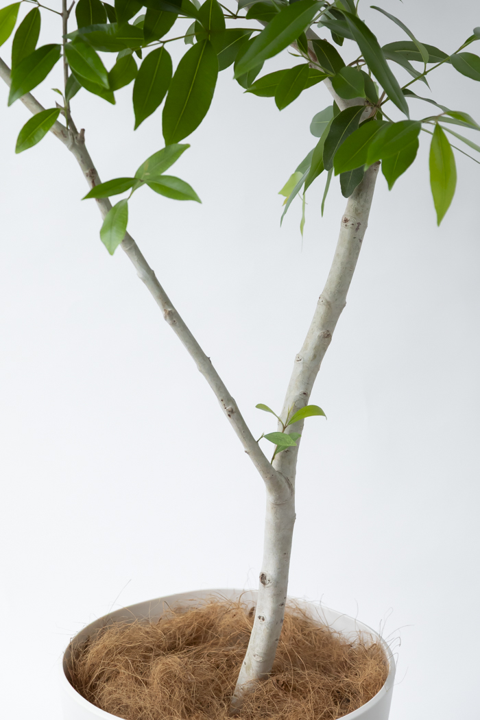 観葉植物 アマゾンオリーブ 一点もの（10号鉢）の写真9枚目