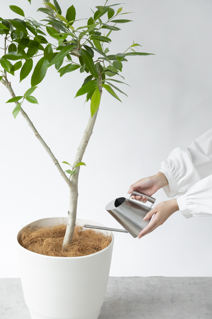 観葉植物 アマゾンオリーブ 一点もの（10号鉢）の写真11枚目