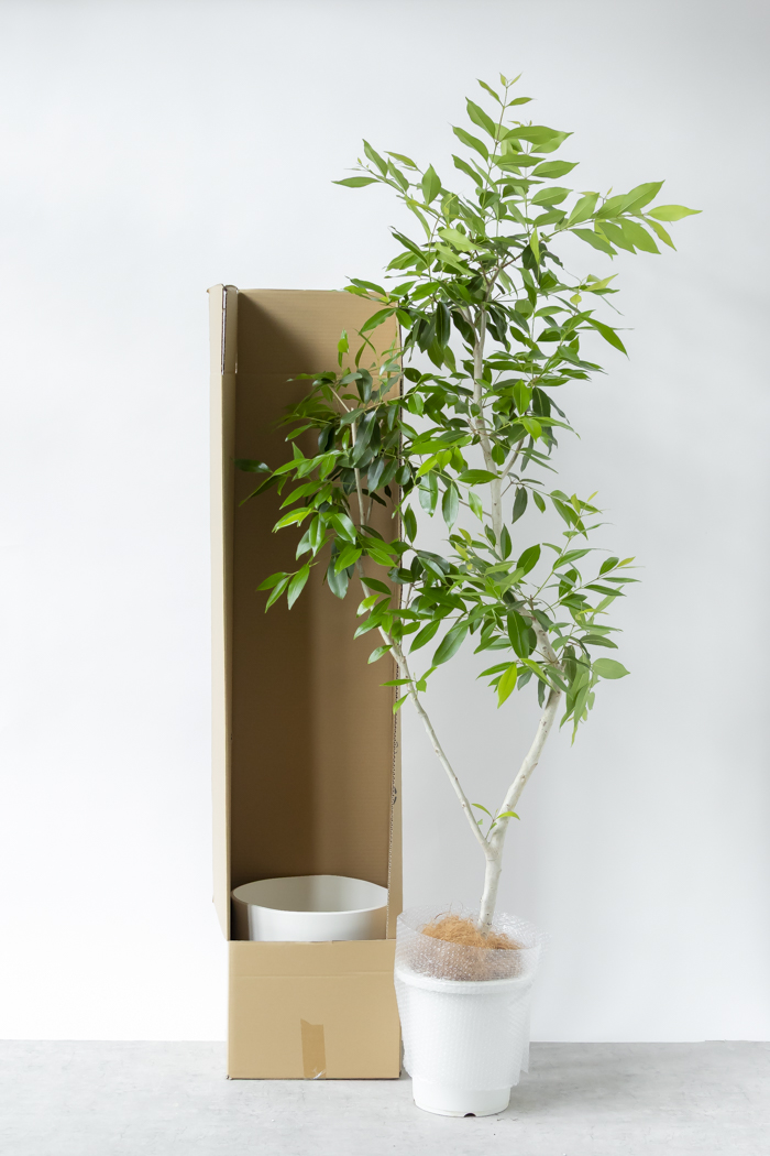 観葉植物 アマゾンオリーブ 一点もの（10号鉢）の写真12枚目