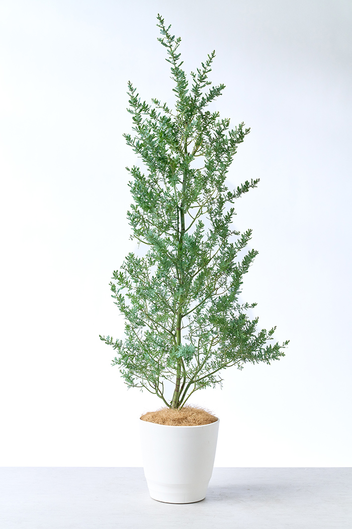 観葉植物 ミモザアカシア（10号鉢）の写真1枚目