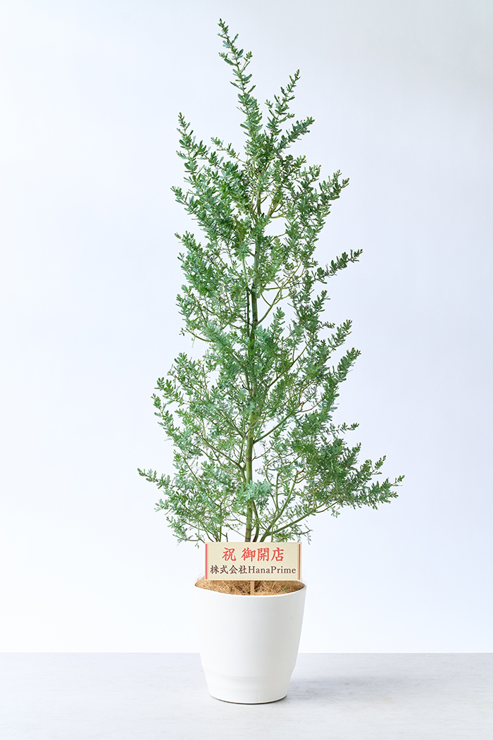 観葉植物 ミモザアカシア（10号鉢）の写真2枚目
