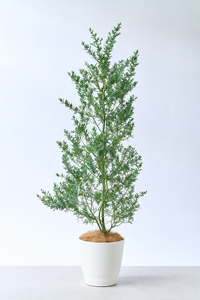 観葉植物 ミモザアカシア（10号鉢）の写真3枚目