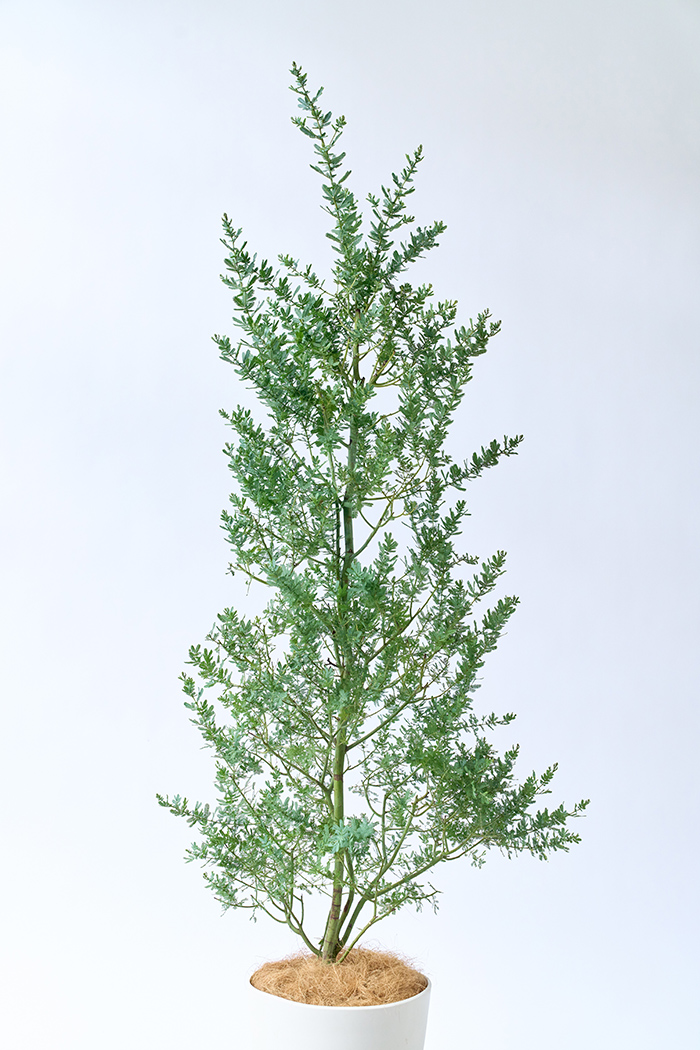 観葉植物 ミモザアカシア（10号鉢）の写真4枚目