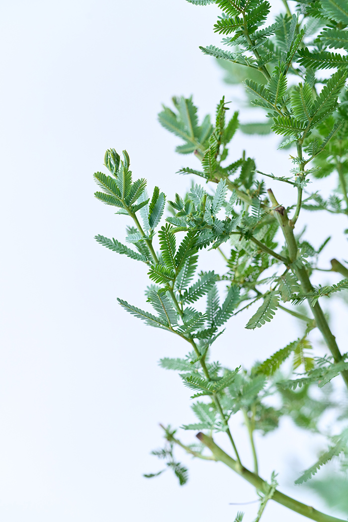 観葉植物 ミモザアカシア（10号鉢）の写真5枚目