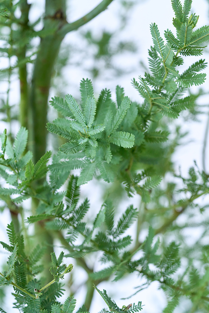 観葉植物 ミモザアカシア（10号鉢）の写真6枚目