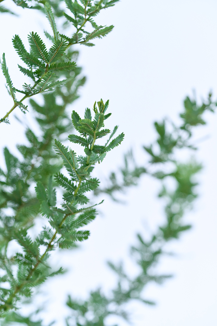 観葉植物 ミモザアカシア（10号鉢）の写真7枚目