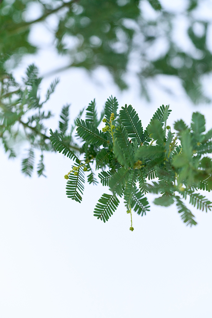 観葉植物 ミモザアカシア（10号鉢）の写真8枚目