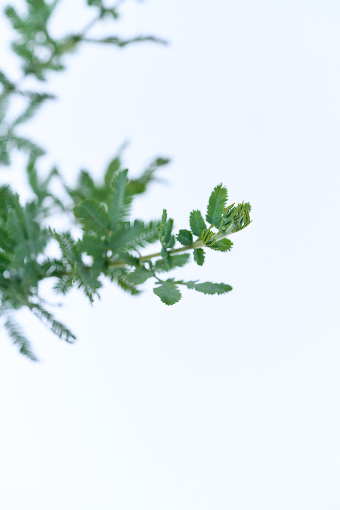 観葉植物 ミモザアカシア（10号鉢）の写真9枚目