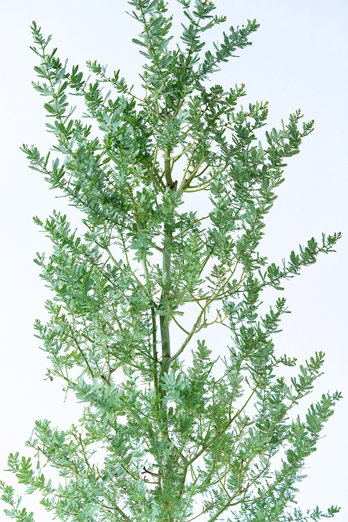 観葉植物 ミモザアカシア（10号鉢）の写真10枚目