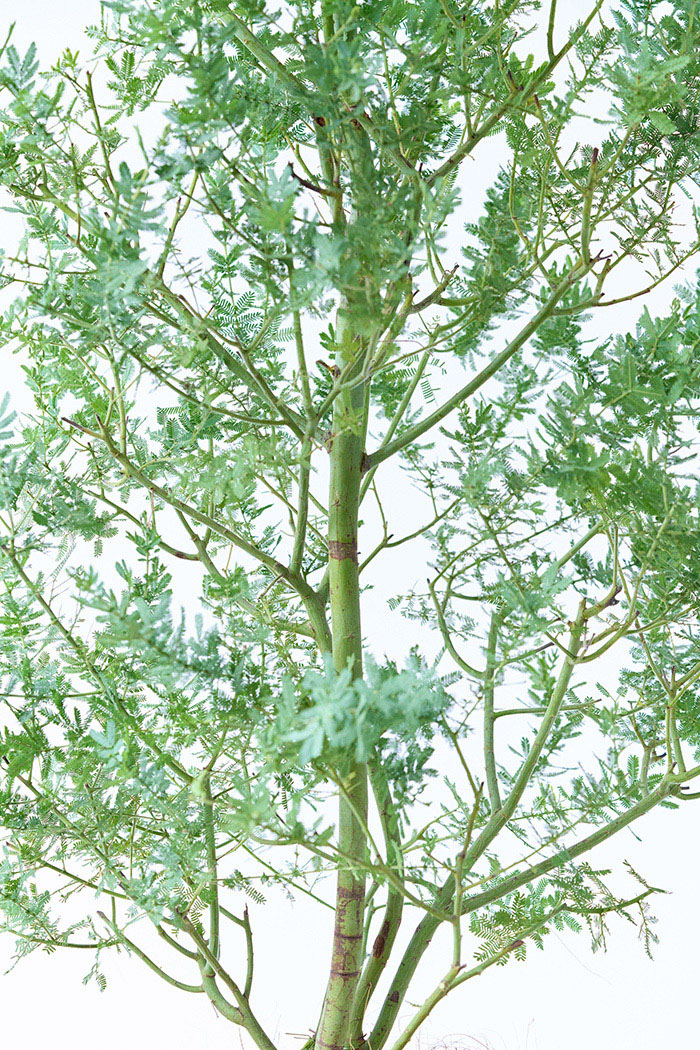 観葉植物 ミモザアカシア（10号鉢）の写真11枚目