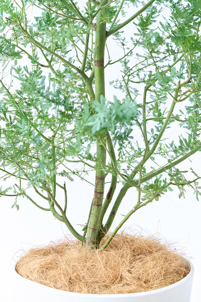 観葉植物 ミモザアカシア（10号鉢）の写真12枚目