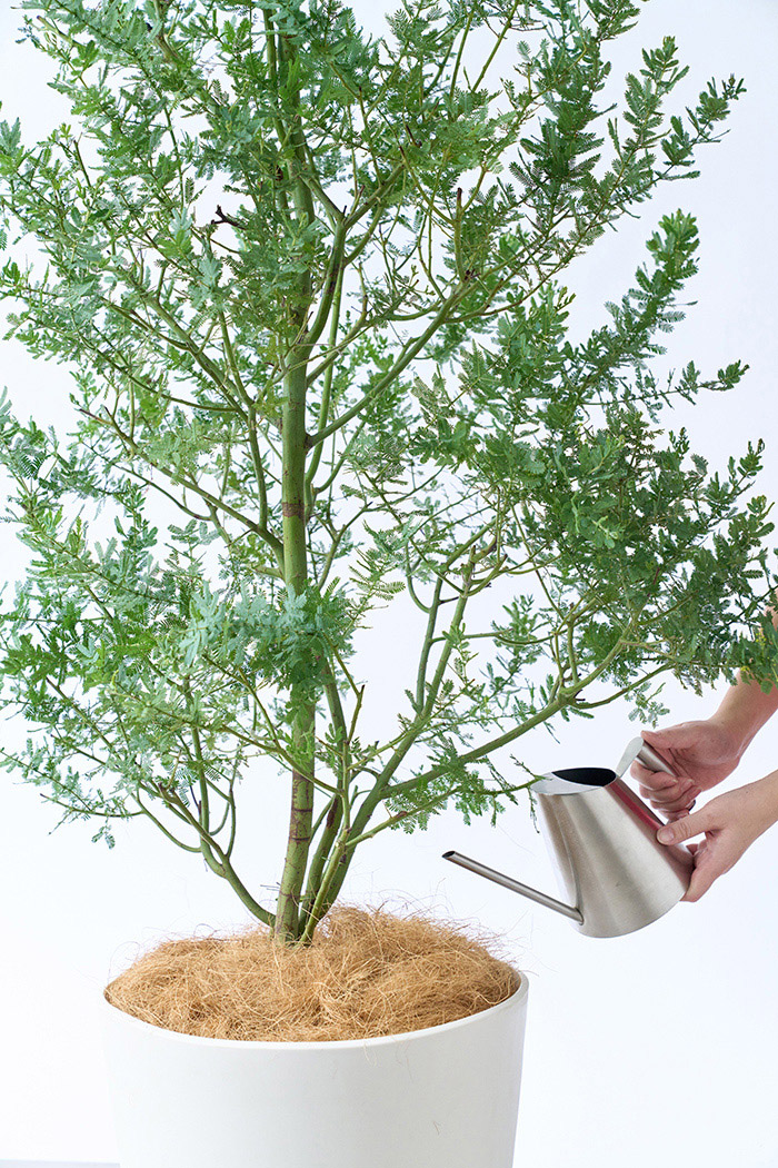 観葉植物 ミモザアカシア（10号鉢）の写真14枚目