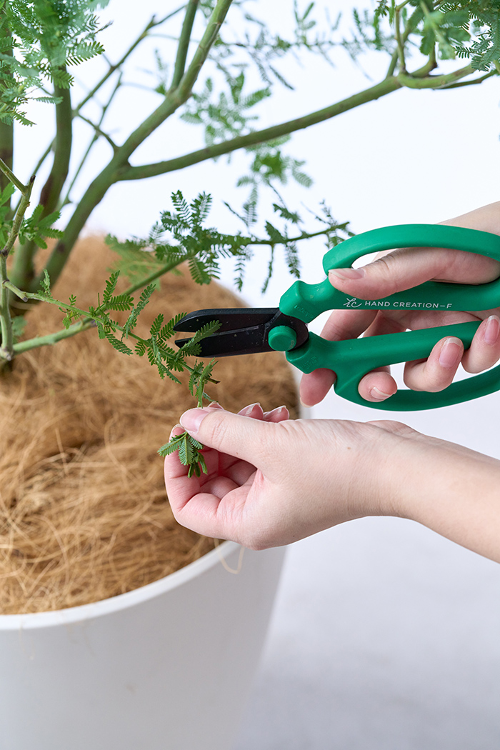 観葉植物 ミモザアカシア（10号鉢）の写真15枚目