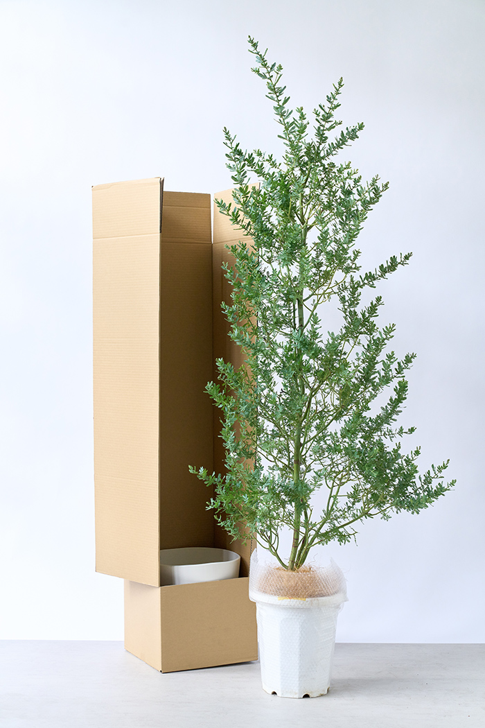 観葉植物 ミモザアカシア（10号鉢）の写真16枚目