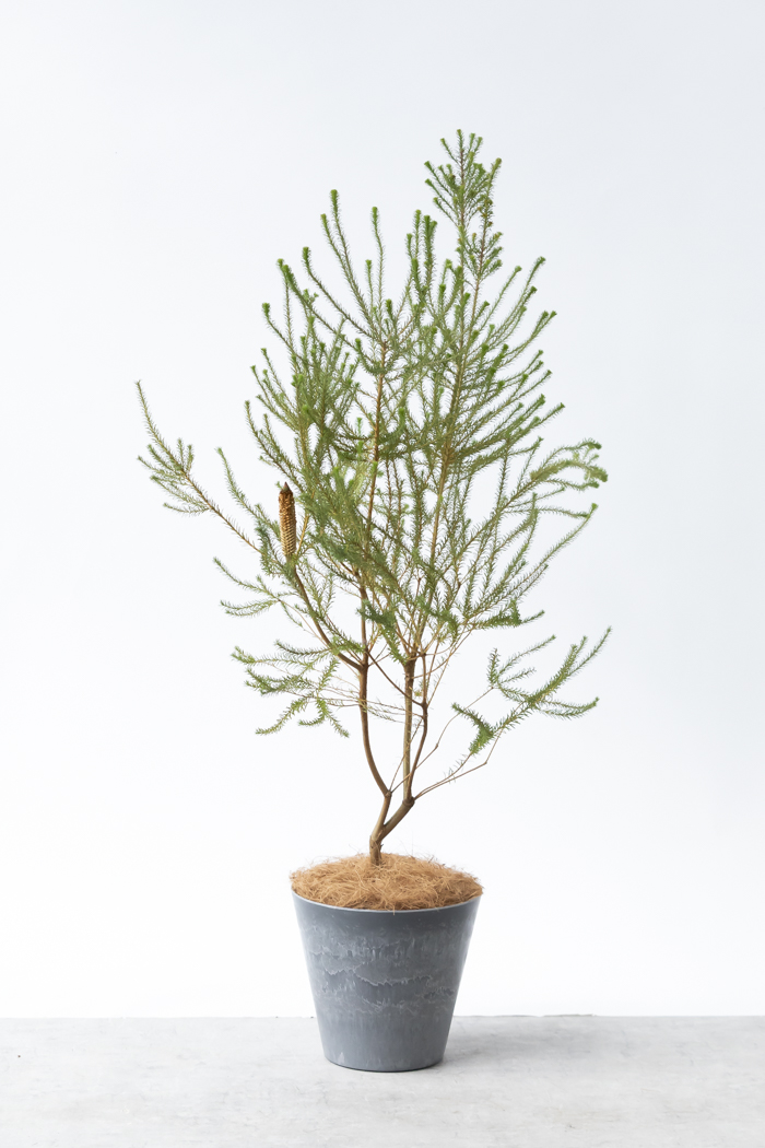 観葉植物 ヒースバンクシア（8号鉢）