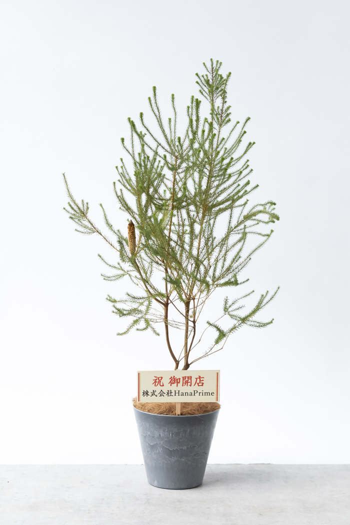 観葉植物 ヒースバンクシア（8号鉢）