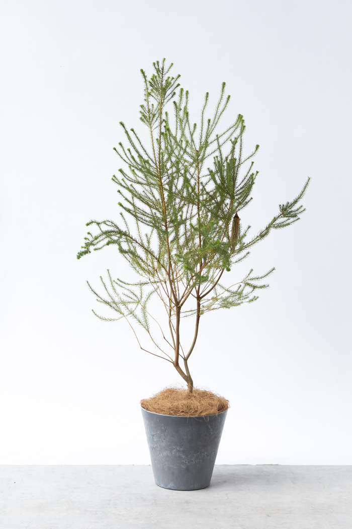 観葉植物 ヒースバンクシア（8号鉢）の写真3枚目