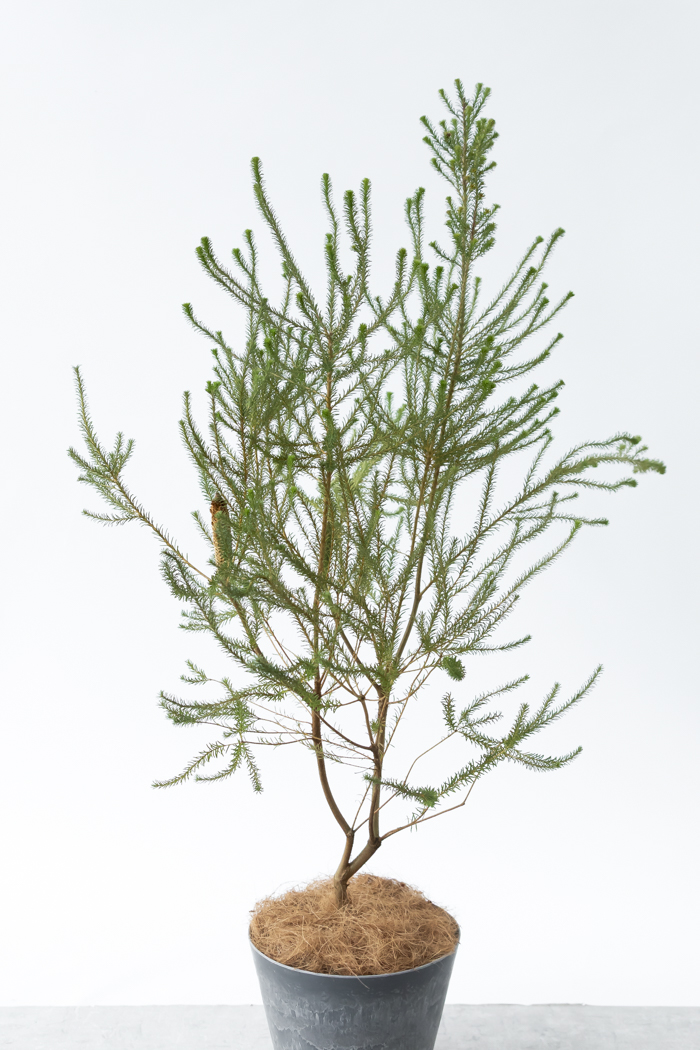 イワオ◇ヒースバンクシア　鉢植え 大型 ヒースバンクシア (エリシフォリア) ポット鉢植え オージー