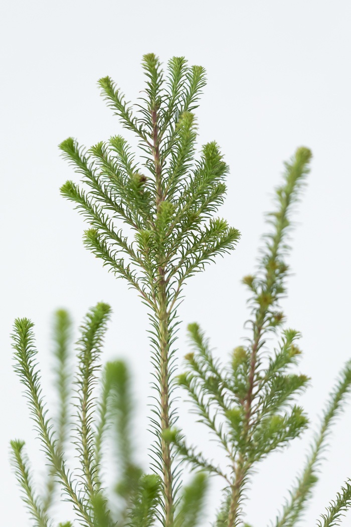 観葉植物 ヒースバンクシア（8号鉢）｜HanaPrime（ハナプライム）