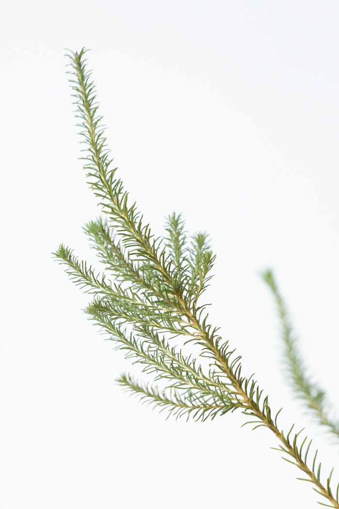 観葉植物 ヒースバンクシア（8号鉢）の写真6枚目