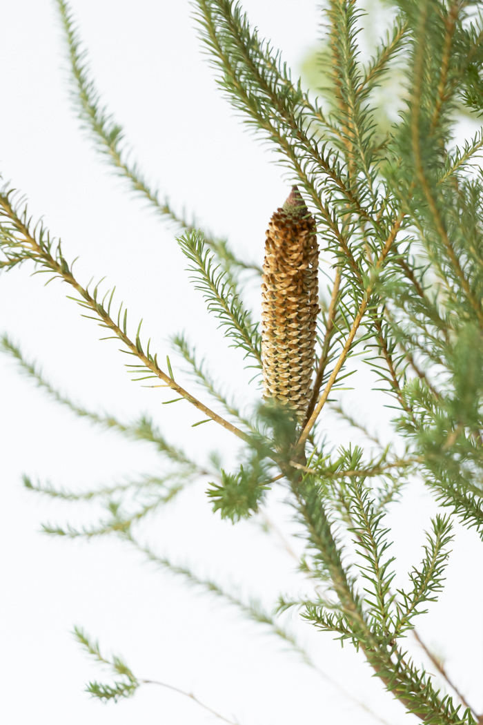観葉植物 ヒースバンクシア（8号鉢）の写真7枚目