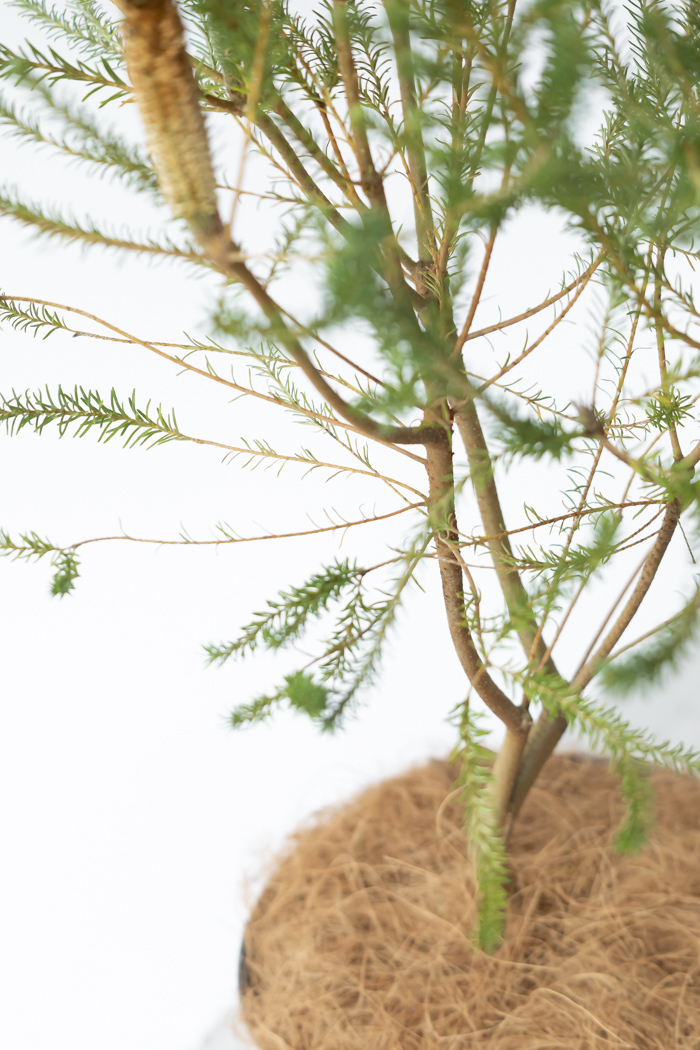 観葉植物 ヒースバンクシア（8号鉢）の写真8枚目