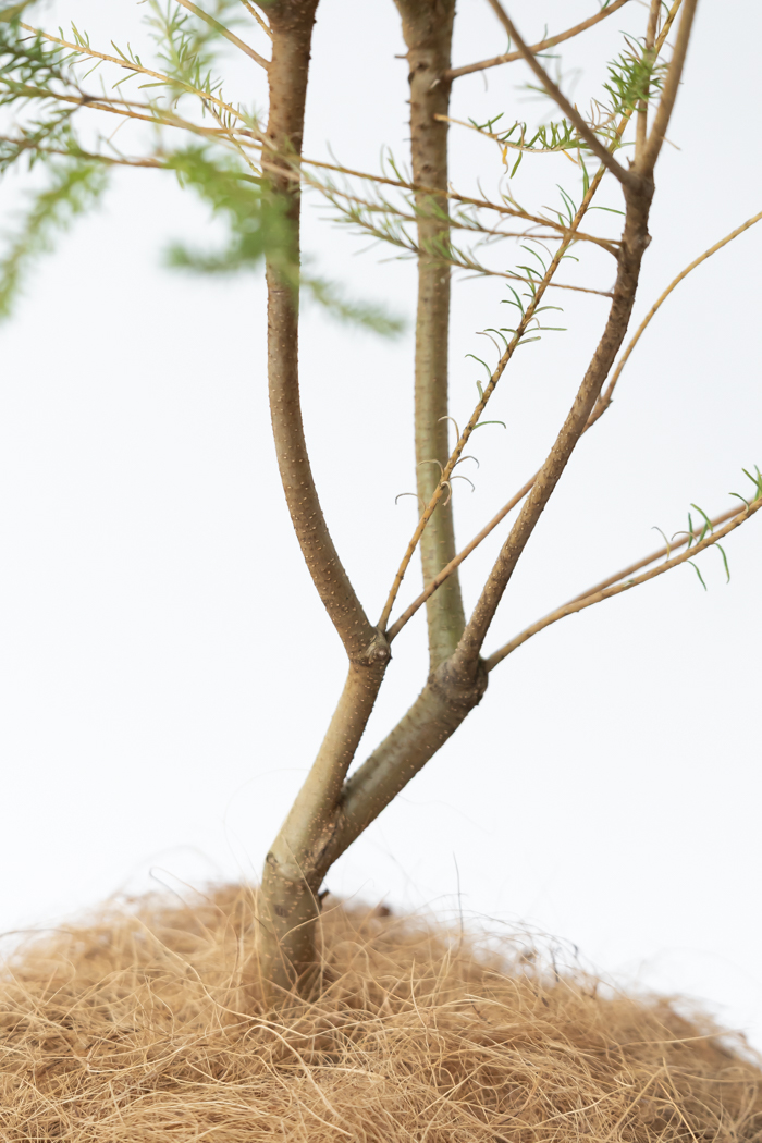 観葉植物 ヒースバンクシア（8号鉢）の写真9枚目