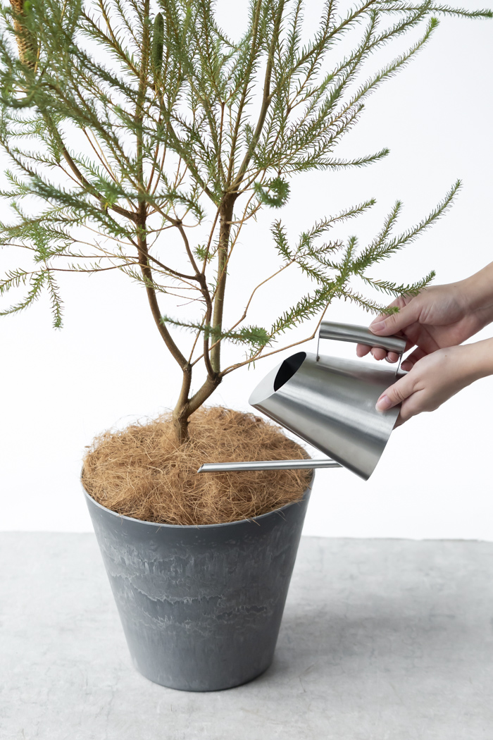 観葉植物 ヒースバンクシア（8号鉢）の写真10枚目