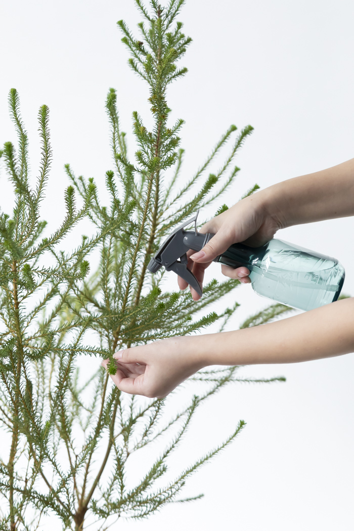 観葉植物 ヒースバンクシア（8号鉢）の写真11枚目