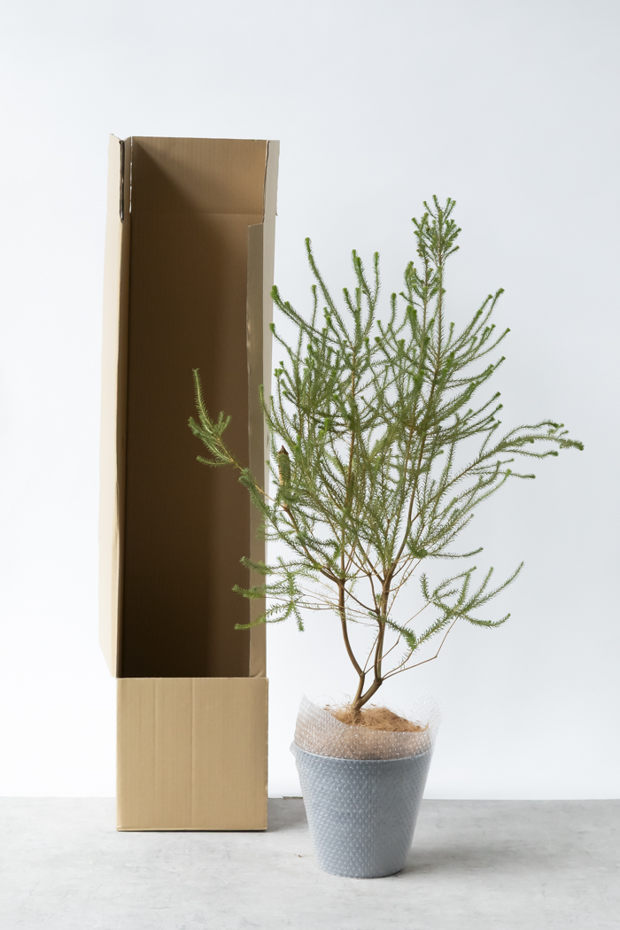 観葉植物 ヒースバンクシア（8号鉢）の写真12枚目