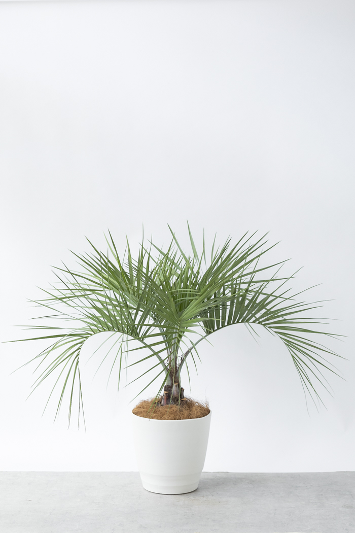 観葉植物 ココスヤシ（10号鉢）の写真1枚目