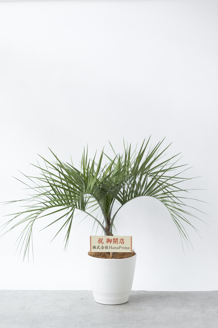 観葉植物 ココスヤシ（10号鉢）｜HanaPrime（ハナプライム）
