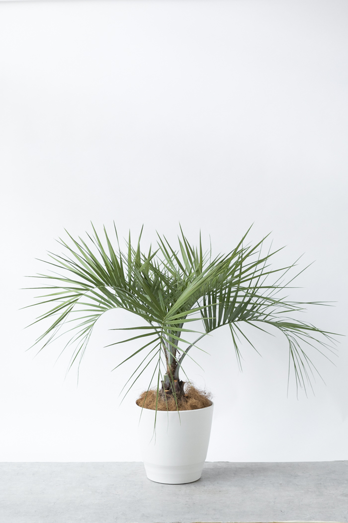 観葉植物 ココスヤシ（10号鉢）の写真3枚目