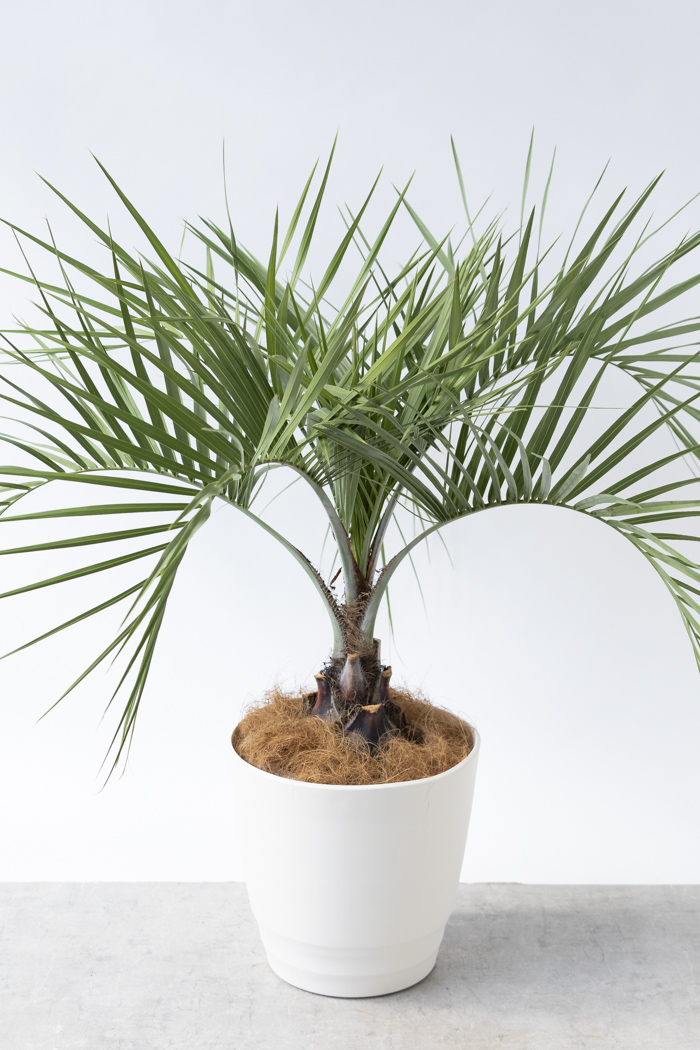 観葉植物 ココスヤシ（10号鉢）の写真4枚目