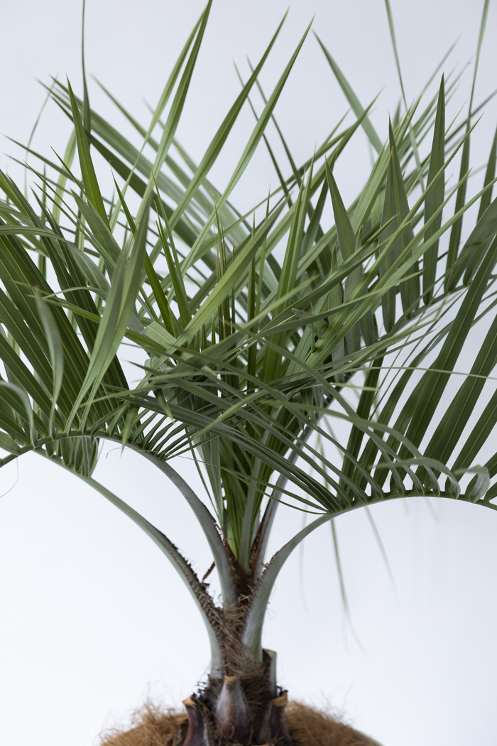 観葉植物 ココスヤシ（10号鉢）の写真5枚目