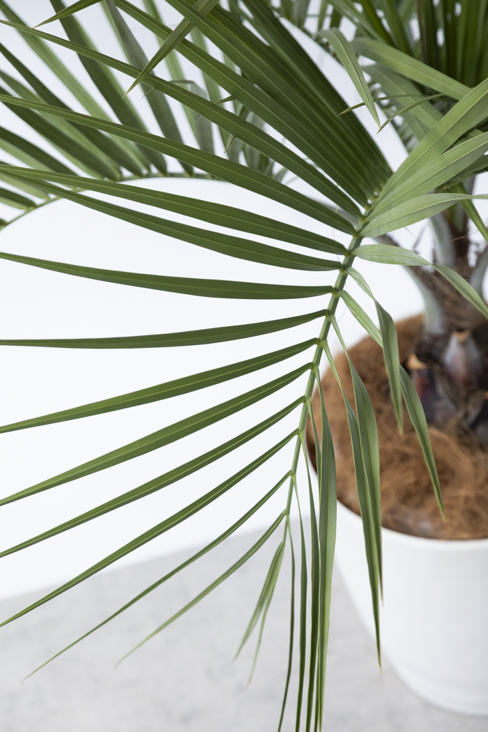 観葉植物 ココスヤシ（10号鉢）の写真6枚目