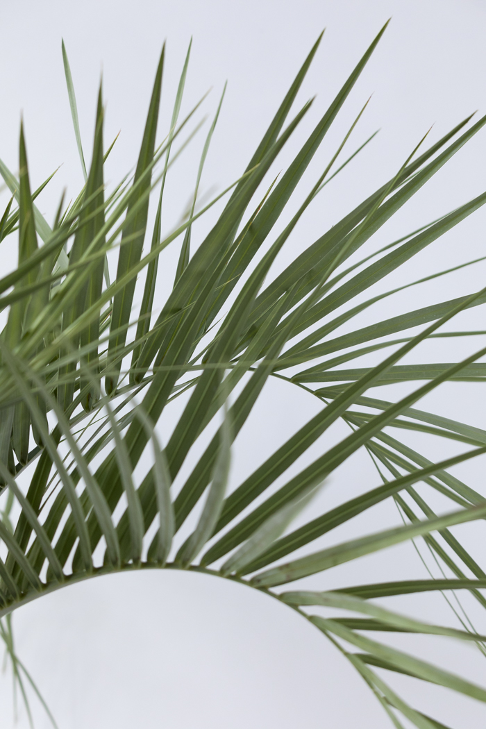 観葉植物 ココスヤシ（10号鉢）の写真7枚目