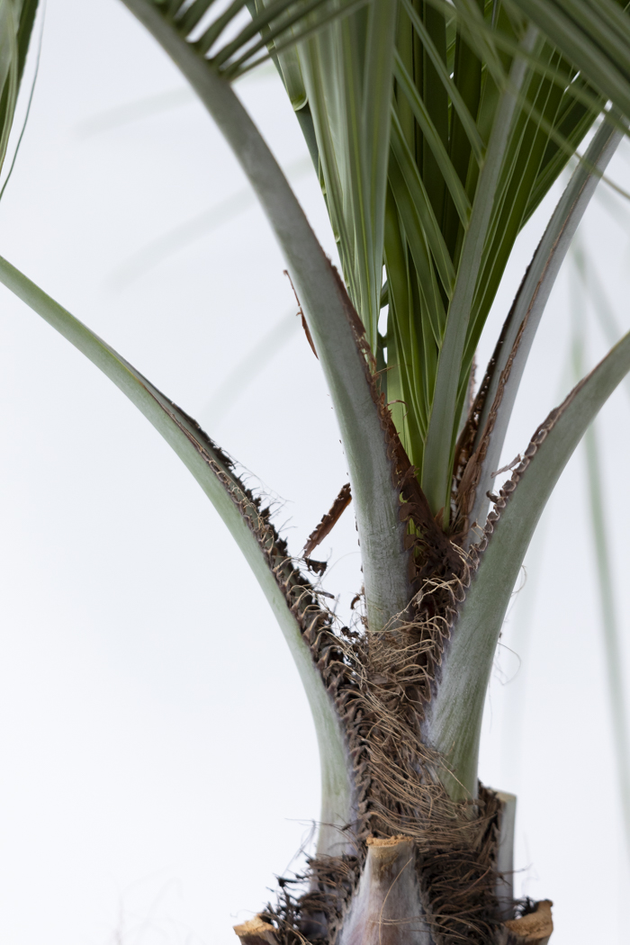 観葉植物 ココスヤシ（10号鉢）｜HanaPrime（ハナプライム）