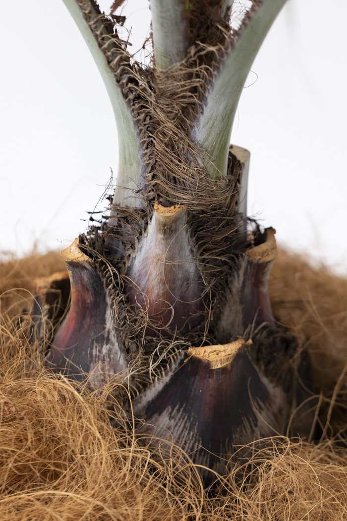 観葉植物 ココスヤシ（10号鉢）の写真9枚目