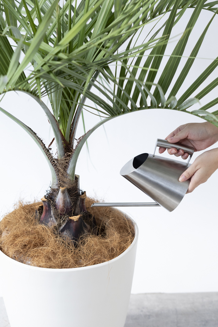 観葉植物 ココスヤシ（10号鉢）の写真11枚目