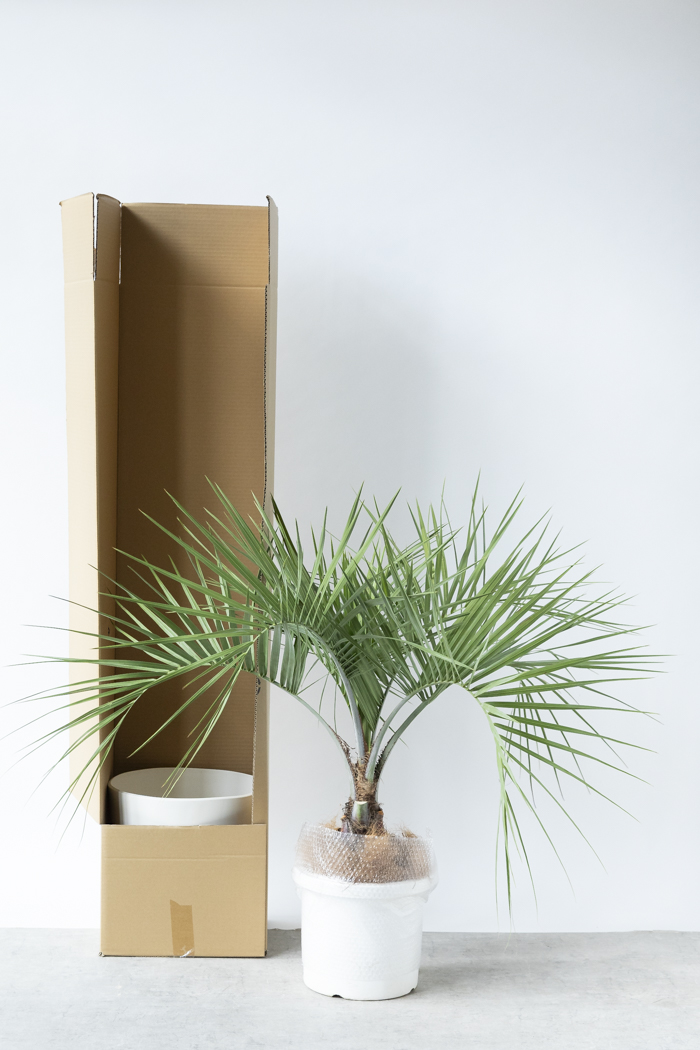 観葉植物 ココスヤシ（10号鉢）の写真12枚目