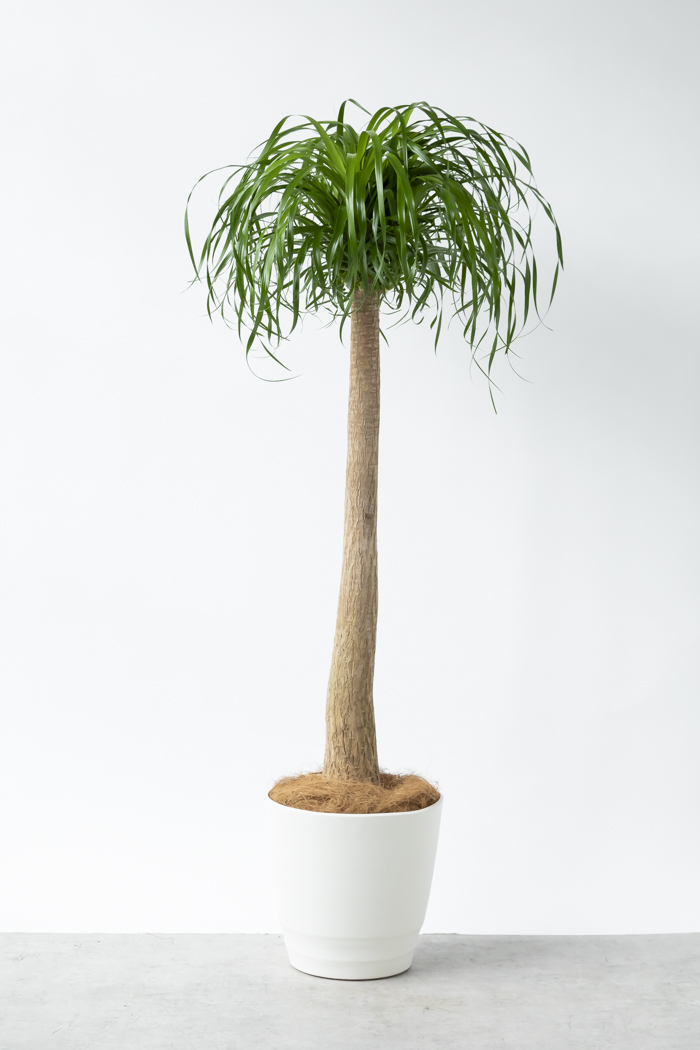 観葉植物 トックリラン ポニーテール（10号鉢）の写真1枚目